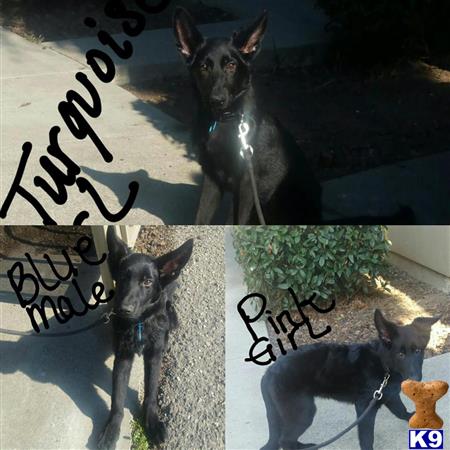 Knine Chelle Picture 1